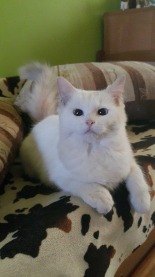 Ragdoll kot idealny ;) Mamy kocięta !